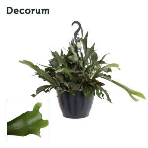 Platycerium Netherlands Platycerium Netherlands XXL
(1 Plants/Order)(37cmP 45cmH)