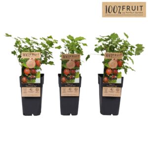 Ribes uva-crispa Hinnonmäki Röd Ribes uva-crispa Hinnonmäki Röd P15
(10 Plants/Order)(15cmP 65cmH)