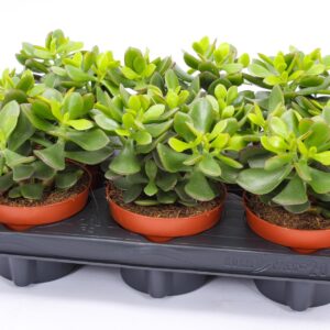 Crassula Minova Magic Crassula minova magic 12
(6 Plants/Order)(12cmP 15cmH)