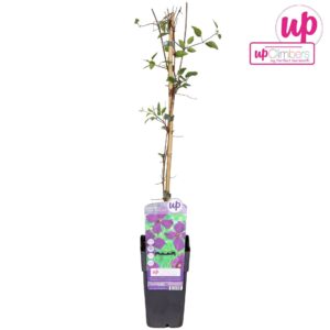 Clematis Polish Spir Clematis Viticella Polish Spirit P15
(10 Plants/Order)(15cmP 65cmH)