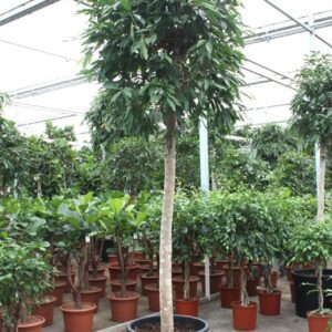 Ficus Amstel King Ficus Amstel King
(1 Plants/Order)(70cmP 375cmH)