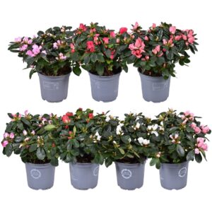 Rhododendron Hellmut Vo Azalea Vogel mixed 12cm
(8 Plants/Order)(12cmP 27cmH)