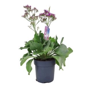 Limonium Salt Lake Limonium Salt Lake p17 (NL)
(6 Plants/Order)(17cmP 55cmH)