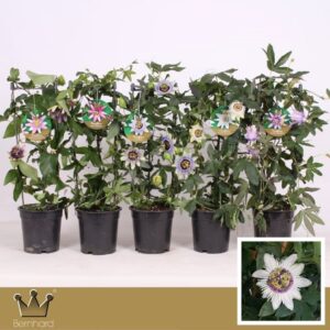 Passiflora Passiflora P17 Zuil mix CC
(6 Plants/Order)(17cmP 65cmH)