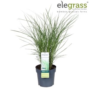 Miscanthus sinensis Gracillimus Miscanthus sinensis 'Gracillimus' P23
(1 Plants/Order)(23cmP 100cmH)