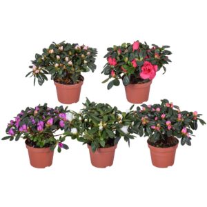 Rhododendron Hellmut Vo Azalea Vogel mixed 10.5cm
(10 Plants/Order)(10.5cmP 20cmH)