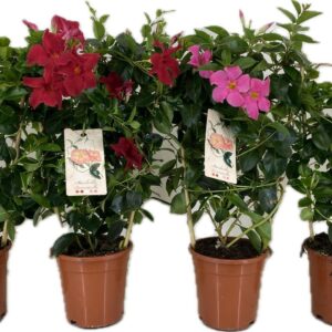 Mandevilla Sundaville p17 Mandevilla sundaville mix Rack
(1 Plants/Order)(17cmP 55cmH)