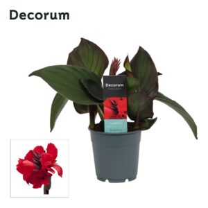 Canna Cannova Bronze Scarlet Canna Scarlet Bronze (Decorum)
(10 Plants/Order)(12cmP 30cmH)