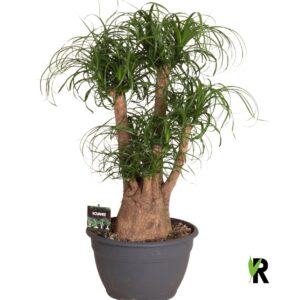 Nolina recurvata Beaucarnea rec. busch
(1 Plants/Order)(30cmP 90cmH)