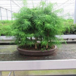 Pseudolarix amabilis Pseudolarix Group ( forest)
(1 Plants/Order)(60cmP 80cmH)