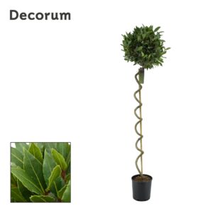Laurus nobilis Laurus nobilis Kurketrekker stam
(1 Plants/Order)(25cmP 190cmH)