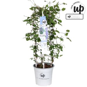 Clematis Clematis florida Taiga P23
(1 Plants/Order)(23cmP 75cmH)