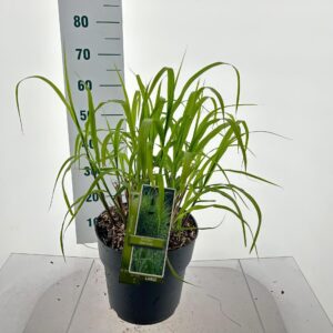 Miscanthus sinensis Zebrinus Miscanthus sin. 'Zebrinus'
(1 Plants/Order)(29cmP 65cmH)