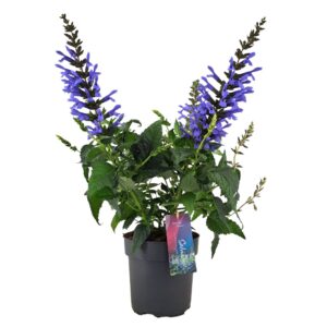 Salvia Salgoon Lake Como Salvia salgoon Lake Como p17 (NL)
(6 Plants/Order)(17cmP 50cmH)