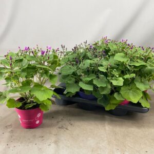 Senecio Senetti mix Senetti mix (Pericallis Cruentus)
(6 Plants/Order)(15cmP 40cmH)
