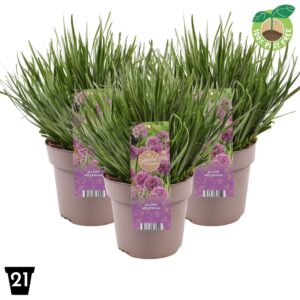 Allium Millenium Allium Millenium
(1 Plants/Order)(21cmP 40cmH)
