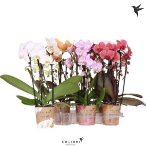 Phalaenopsis Elegant Cascade Kolibri Orchids Phalaenopsis Cascade Niagara Fall mix 3 spike
(6 Plants/Order)(12cmP 45cmH)
