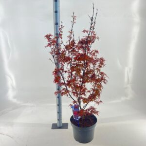 Acer palmatum Skeeters Broom Acer pal. 'Skeeters Broom'
(1 Plants/Order)(29cmP 130cmH)