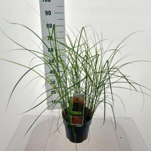 Miscanthus sinensis Miscanthus sin. 'Pink Cloud'
(1 Plants/Order)(23cmP 40cmH)