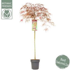Acer palmatum Garnet Acer palm. 'Garnet'
(1 Plants/Order)(24cmP 130cmH)