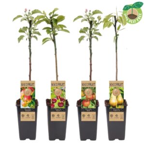 fruit trees other Groot fruit mix tray, P15
(10 Plants/Order)(15cmP 50cmH)