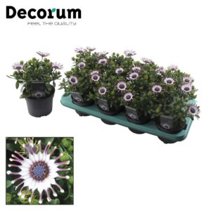 Osteospermum Sunny Sonja Osteospermum Philip Decorum
(8 Plants/Order)(12cmP 25cmH)
