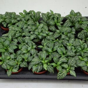 Fittonia Mosaic Marble Green fittoniam marble green 7 cm Pot
(16 Plants/Order)(7cmP 10cmH)