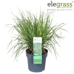 Panicum virgatum Heavy Metal Panicum virgatum 'Heavy Metal' P23
(1 Plants/Order)(23cmP 100cmH)
