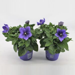 Platycodon grandiflorus Astra Blue Platycodon Blue
(12 Plants/Order)(12cmP 22cmH)