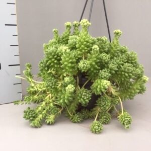 Sedum Sedum Hirsutum
(4 Plants/Order)(14cmP 30cmH)