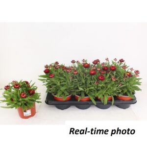 Bracteantha Mohave Red Pepper Bracteanta Red
(10 Plants/Order)(12cmP 25cmH)