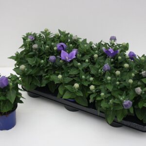 Platycodon grandiflorus Astra Blue Platycodon Blue
(12 Plants/Order)(10.5cmP 25cmH)