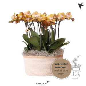 Phalaenopsis Las Vegas Kolibri Orchids Phalaenopsis Mono Bouquet Las Vegas 9 spike in Basket white with
(2 Plants/Order)(28cmP 45cmH)