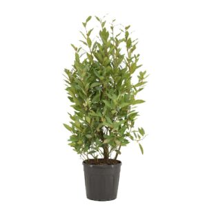 Laurus nobilis Laurus nobilis Struik
(1 Plants/Order)(25cmP 110cmH)