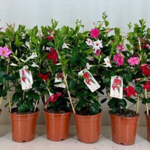 Mandevilla Rio p19 Mandevilla Summerville mix Rack
(1 Plants/Order)(19cmP 65cmH)