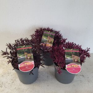 Hebe Hebe Magicolors Mixlaag - 'Colours in Shape'
(1 Plants/Order)(23cmP 40cmH)