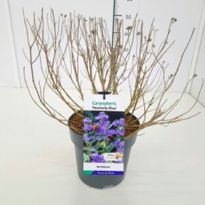 Caryopteris x clandonensis Heavenl Caryopteris cland. 'Heavenly Blue' C5
(1 Plants/Order)(23cmP 60cmH)