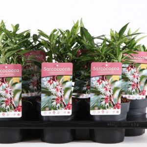 Sarcococca hookeriana humilis Sarcococca hum. 'Winter Gem'® P15
(6 Plants/Order)(15cmP 30cmH)