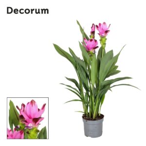 Curcuma Siam Splash 3 Flower + Curcuma Siam Splash 13 cm Decorum
(8 Plants/Order)(13cmP 60cmH)