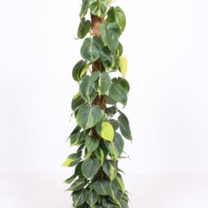 Philodendron Brasil Philodendron Scandens Brasil
(1 Plants/Order)(27cmP 150cmH)