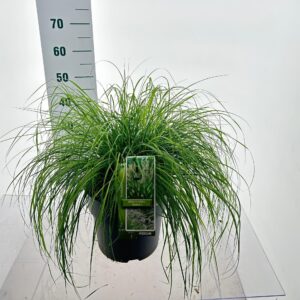 Pennisetum alopecuroides Hameln Pennisetum alopecuroides 'Hameln'
(1 Plants/Order)(29cmP 60cmH)