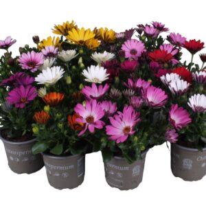 Osteospermum Osteospermum Mixkar
(12 Plants/Order)(10.5cmP 20cmH)
