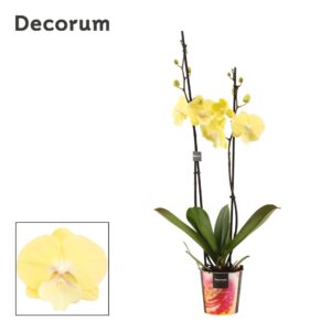 Phalaenopsis Phalaenopsis 2 spike Limoncello Kiss (Decorum)
(10 Plants/Order)(12cmP 65cmH)
