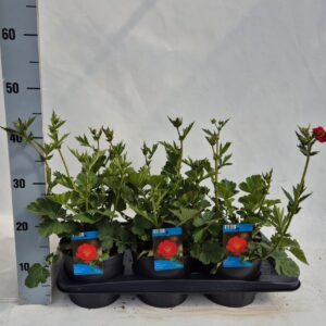 Geum chiloense Mrs Bradshaw Geum Mrs Bradshaw
(6 Plants/Order)(17cmP 35cmH)
