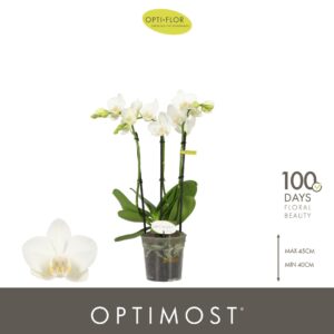 Phalaenopsis Multiflora Optimost Amabilis Starrion 3 spike
(6 Plants/Order)(12cmP 45cmH)