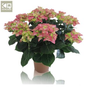 Hydrangea Hi Ocean hydrangea `HI OCEAN` pink
(6 Plants/Order)(14cmP 40cmH)
