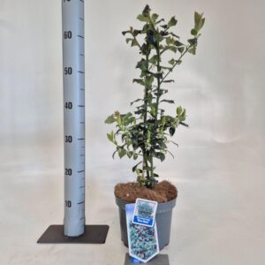 Ilex meserveae Blue Maid Ilex meserveae 'Blue Maid'
(1 Plants/Order)(19cmP 60cmH)