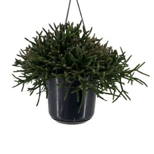 Rhipsalis burchellii Rhipsalis burchellii P15
(7 Plants/Order)(15cmP 25cmH)