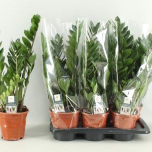 Zamioculcas zamiifolia Zamioculcas 17cm
(6 Plants/Order)(17cmP 60cmH)