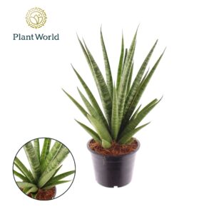 Sansevieria Sansevieria 'trifciata' Pineapple
(7 Plants/Order)(14cmP 45cmH)
